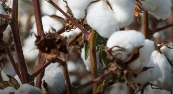 Produção de algodão em Goiás deve chegar a 123,8 mil toneladas este ano